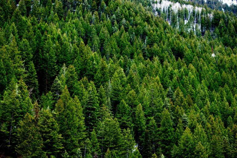 Exploring The Environmental Benefits Of Using Organic Hemp Textiles