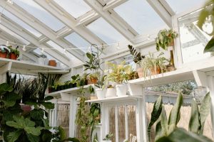 How To Choose The Perfect Indoor Plants For Your Light Levels