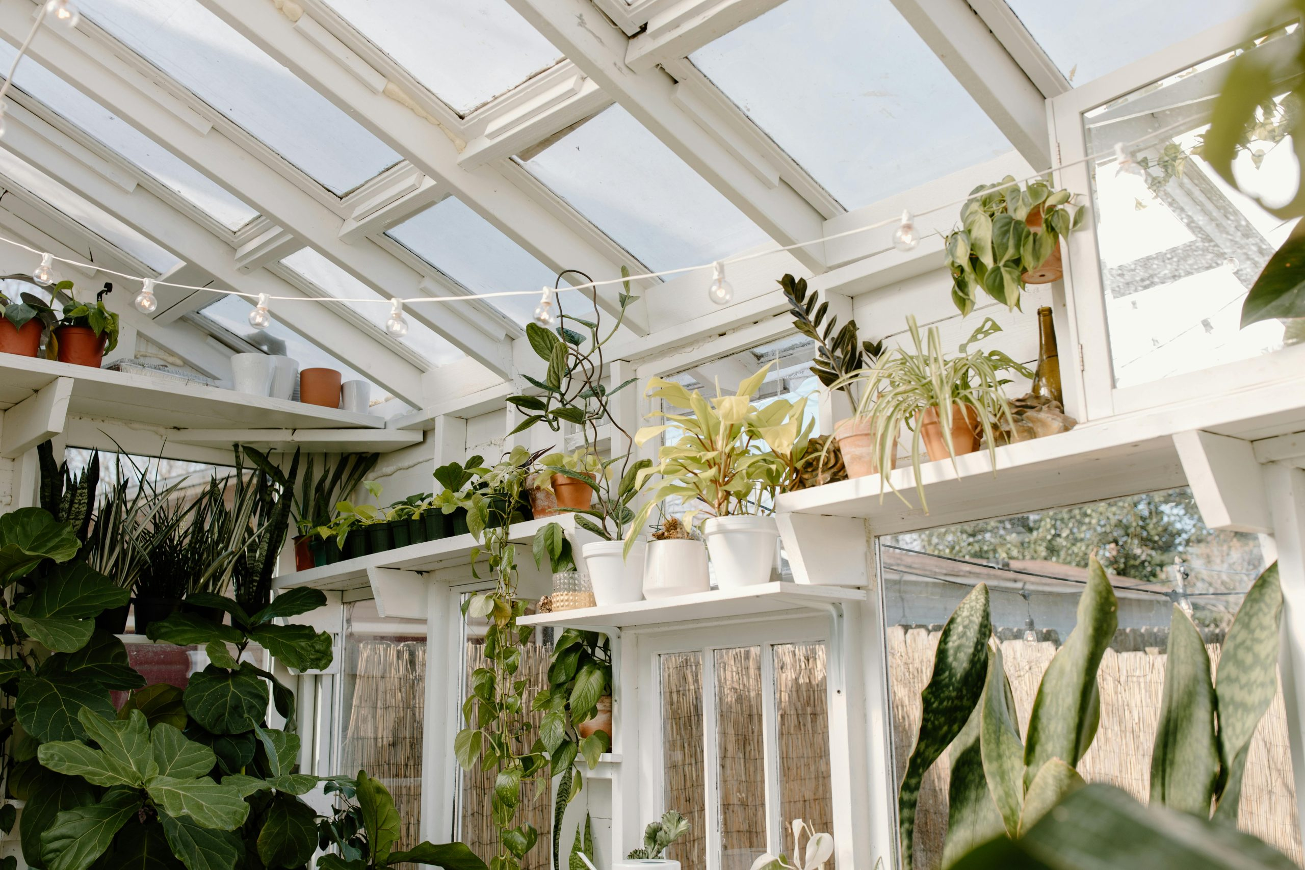 How To Choose The Perfect Indoor Plants For Your Light Levels